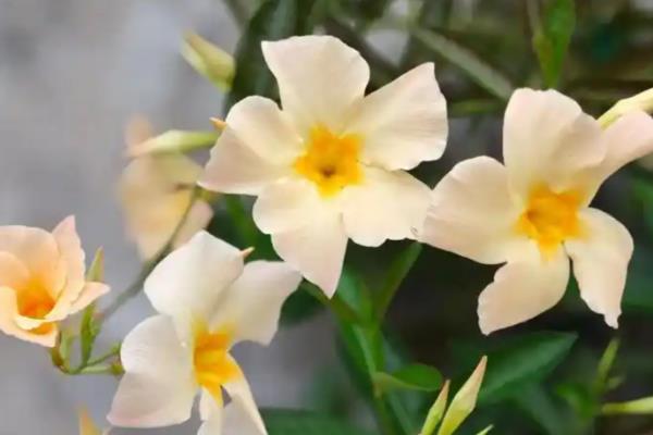 飘香藤怎么养殖,每隔3-4个星期追施一次复合肥