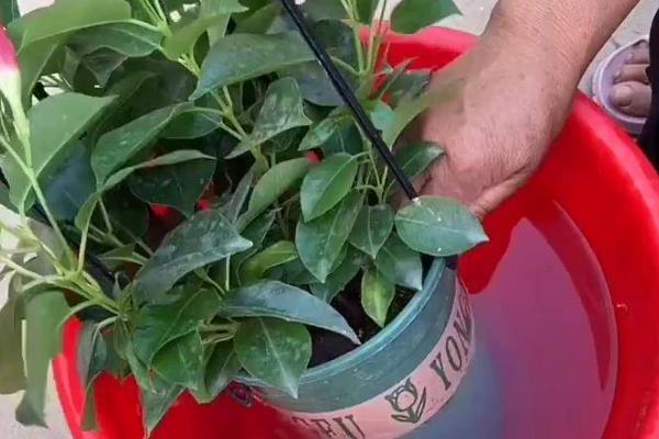 飘香藤怎么养殖,每隔3-4个星期追施一次复合肥