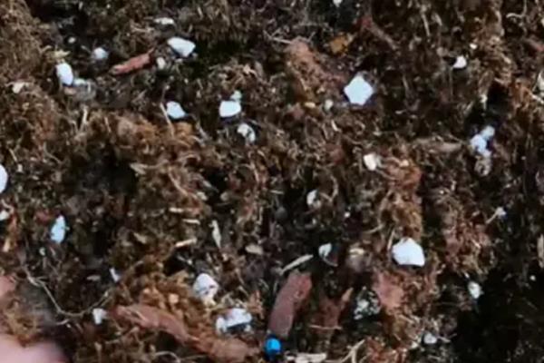 飘香藤怎么养殖,每隔3-4个星期追施一次复合肥