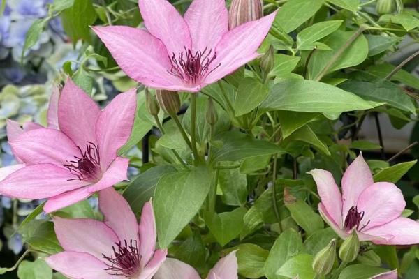 养铁线莲的方法，夏季注意遮阴防晒