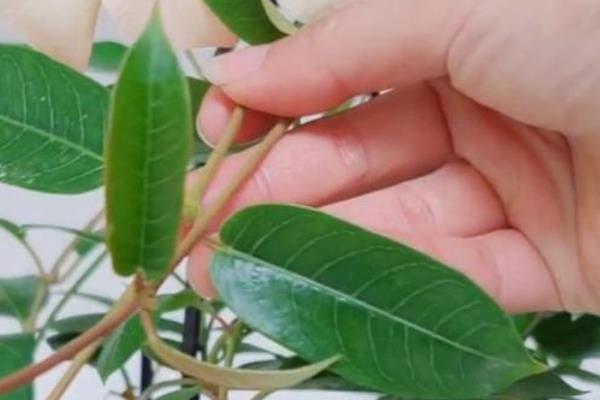 飘香藤怎么养殖,每隔3-4个星期追施一次复合肥