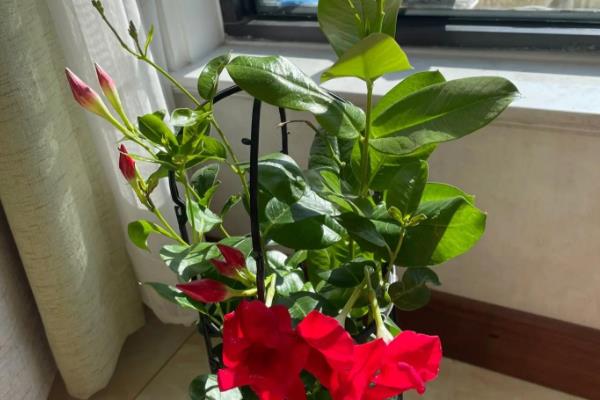 飘香藤怎么养殖,每隔3-4个星期追施一次复合肥