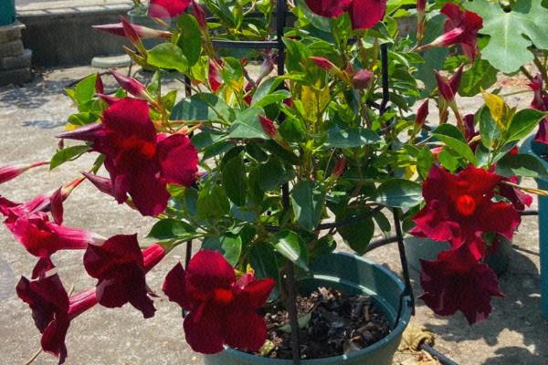 飘香藤怎么养殖,每隔3-4个星期追施一次复合肥