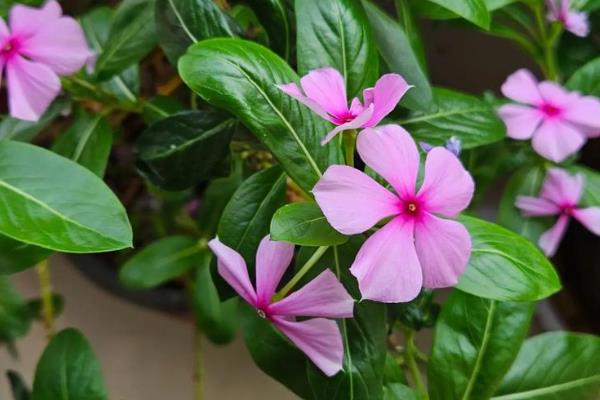 长春花有没有毒，是一种有毒的植物