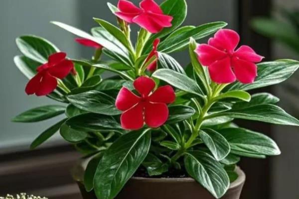 长春花有没有毒，是一种有毒的植物