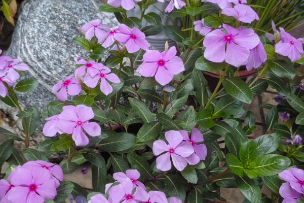 长春花有没有毒，是一种有毒的植物