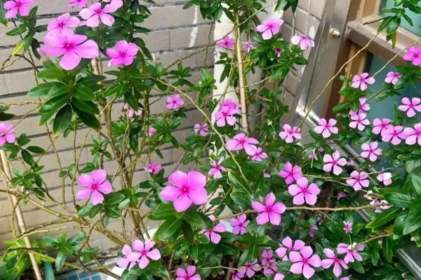 长春花有没有毒，是一种有毒的植物