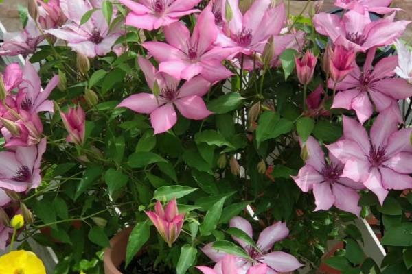 养铁线莲的方法，夏季注意遮阴防晒