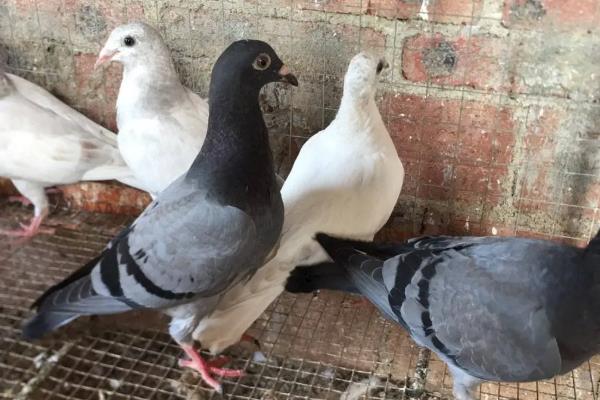 多大的鸽子叫青年鸽,1-2年的鸽子算青年鸽