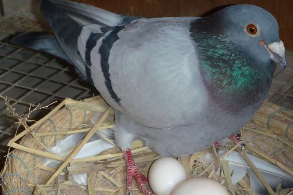 多大的鸽子叫青年鸽,1-2年的鸽子算青年鸽