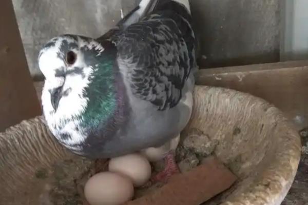 多大的鸽子叫青年鸽,1-2年的鸽子算青年鸽