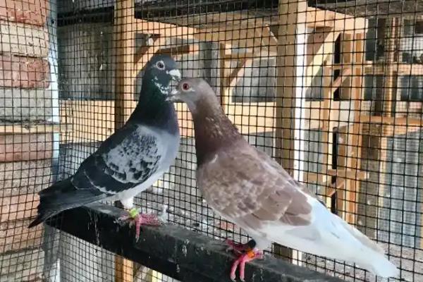 多大的鸽子叫青年鸽,1-2年的鸽子算青年鸽