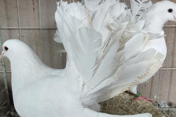 多大的鸽子叫青年鸽,1-2年的鸽子算青年鸽