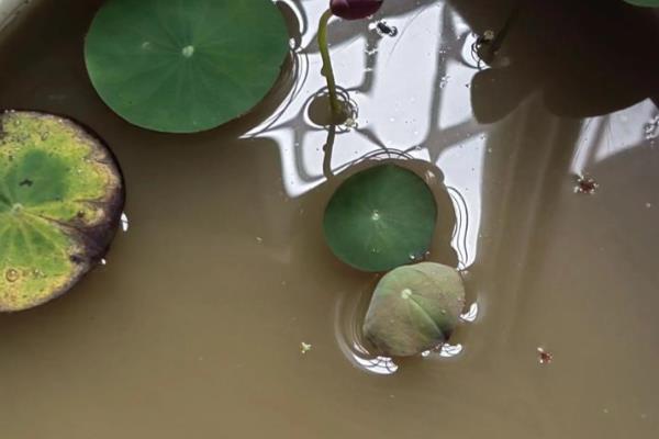 如何怎样自制荷花淤泥，可以直接去池塘中挖取底部的泥土