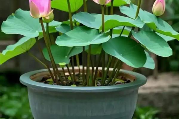 如何怎样自制荷花淤泥，可以直接去池塘中挖取底部的泥土