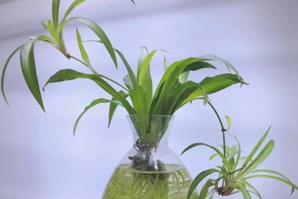 水培吊兰如何改为土培，土培前需要注意修剪根系
