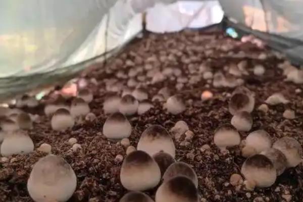 有哪些菌类食物，有香菇、蘑菇、草菇等