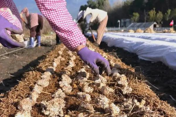 有哪些菌类食物，有香菇、蘑菇、草菇等