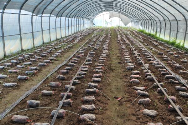 有哪些菌类食物，有香菇、蘑菇、草菇等