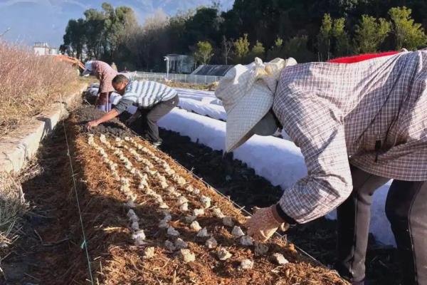 有哪些菌类食物，有香菇、蘑菇、草菇等