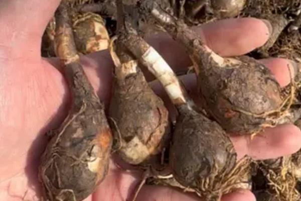 风雨兰的球根怎么种植，剪除叶片和花茎再直接栽入土壤中