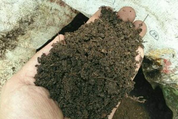 风雨兰的球根怎么种植，剪除叶片和花茎再直接栽入土壤中