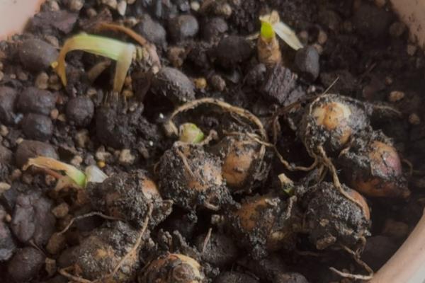 风雨兰的球根怎么种植，剪除叶片和花茎再直接栽入土壤中