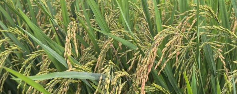 水稻的亩产量，高产田能达到1000-1200斤左右