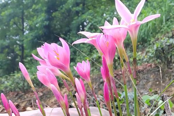 风雨兰的球根怎么种植，剪除叶片和花茎再直接栽入土壤中