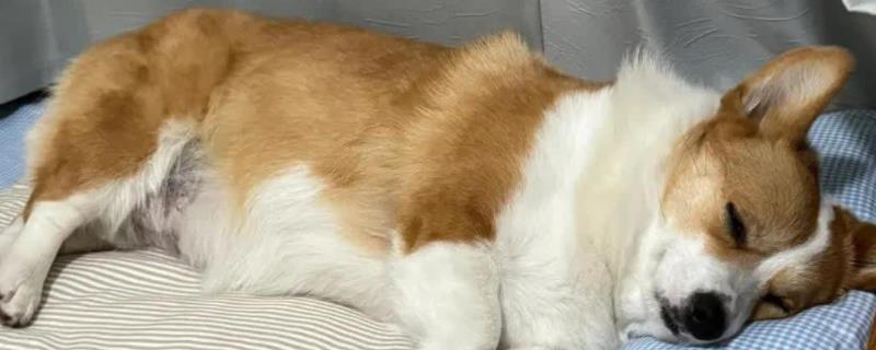 如何测试狗狗的性格，要从社交和追随等方面测试