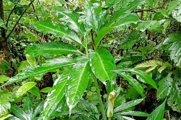 天南星和半夏有什么区别，科属、形态、别称都不同