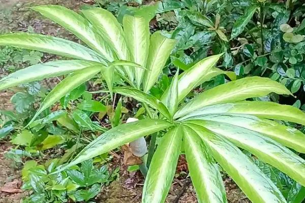 天南星和半夏有什么区别，科属、形态、别称都不同