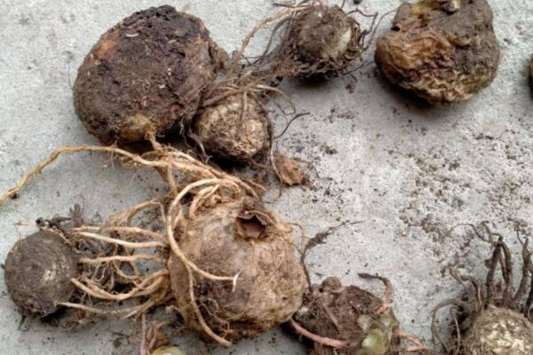 天南星和半夏有什么区别，科属、形态、别称都不同