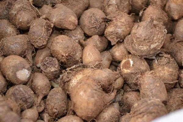 天南星和半夏有什么区别，科属、形态、别称都不同