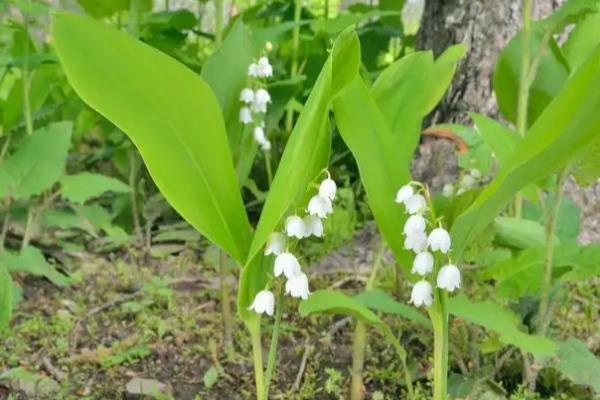 天南星和半夏有什么区别，科属、形态、别称都不同