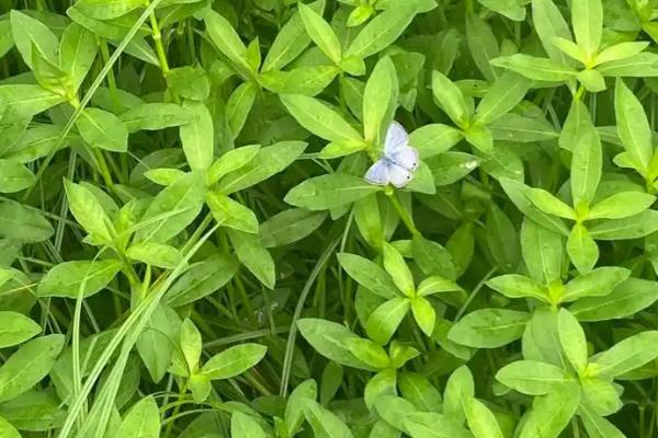 天南星和半夏有什么区别，科属、形态、别称都不同