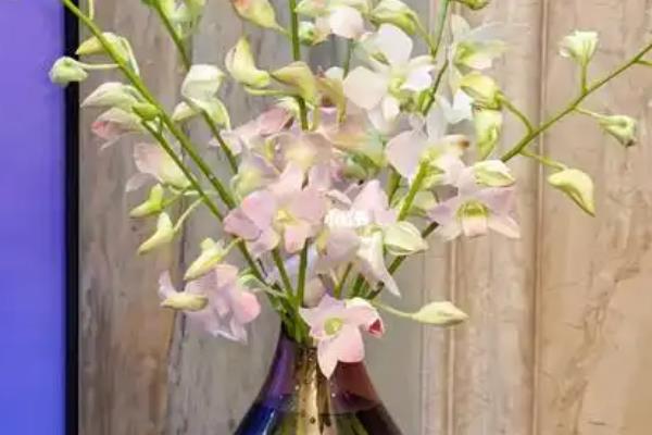 洋兰插花瓶怎么水养，将其放到光照柔和的位置养护