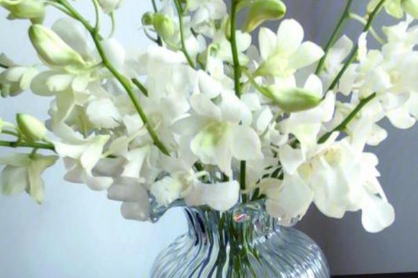 洋兰插花瓶怎么水养，将其放到光照柔和的位置养护