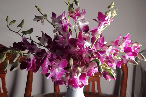 洋兰插花瓶怎么水养，将其放到光照柔和的位置养护