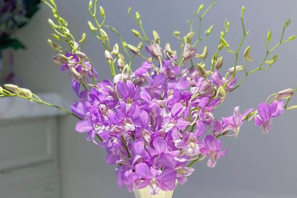 洋兰插花瓶怎么水养，将其放到光照柔和的位置养护