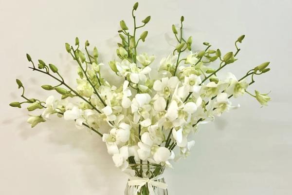 洋兰插花瓶怎么水养，将其放到光照柔和的位置养护