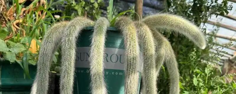 一根猴尾柱能不能爆盆，做好水肥供应等工作可以爆盆