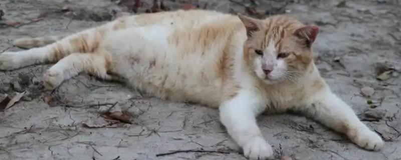 猫眼睛里有毛发怎么办，使用洗眼液可将毛发洗出来