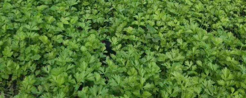 芹菜育苗的栽种时间，在1-3月份进行