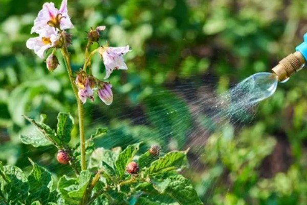 牛奶能杀虫吗,牛奶是可以杀虫的