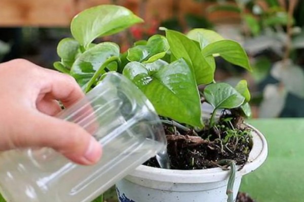 牛奶能杀虫吗,牛奶是可以杀虫的