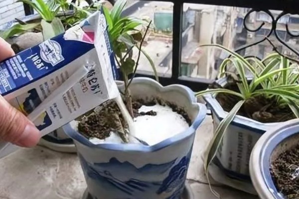 牛奶能杀虫吗,牛奶是可以杀虫的