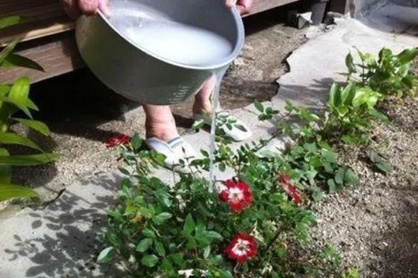 牛奶能杀虫吗,牛奶是可以杀虫的