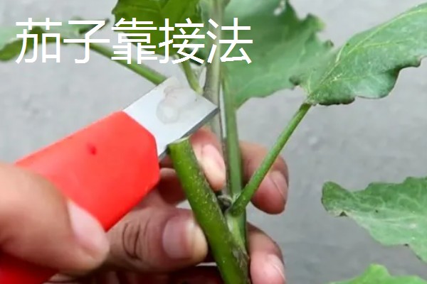茄子的嫁接方法，以壁接、靠接、插接为主