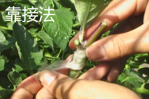 茄子的嫁接方法，以壁接、靠接、插接为主